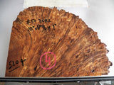 Australian #57 Peppercorn tree burl spalted -Raw Slices pieces - Sold singly