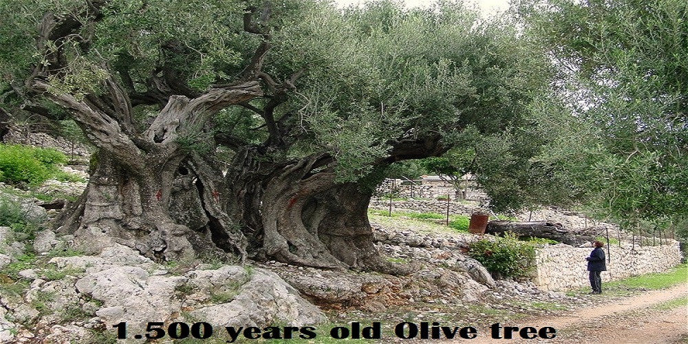 1500 year old Olive tree