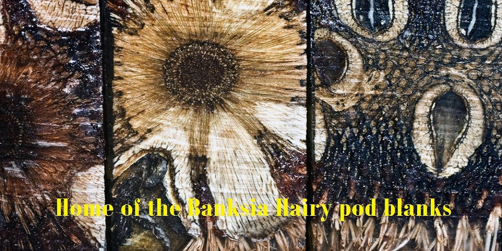 Banksia Hairy pod Resifills