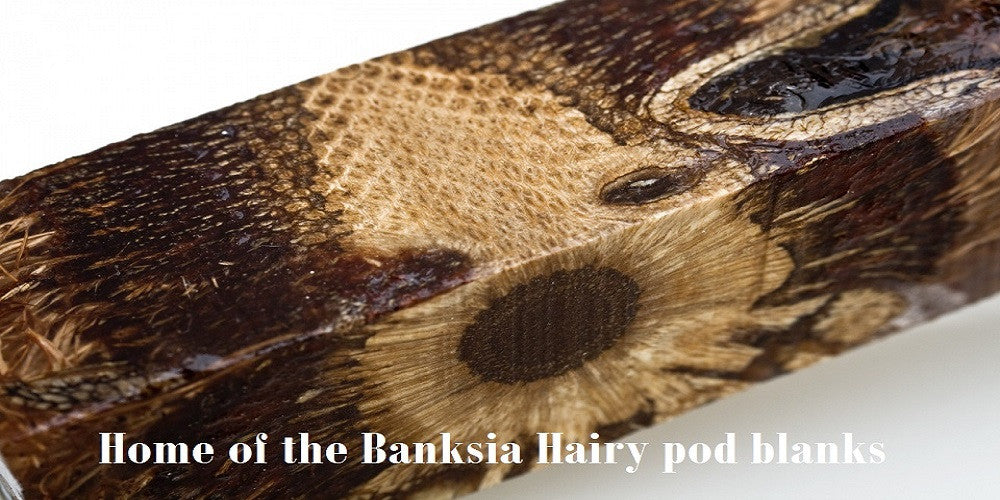 Banksia Hairy pod Resifills